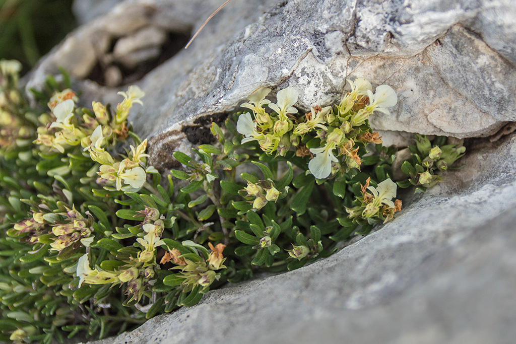 Изображение особи Teucrium montanum.