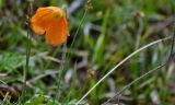 Papaver croceum