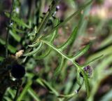 Centaurea scabiosa. Лист. Московская обл., Раменский р-н, окр. ж.-д. платформы Хрипань, залежь. 14.07.2014.