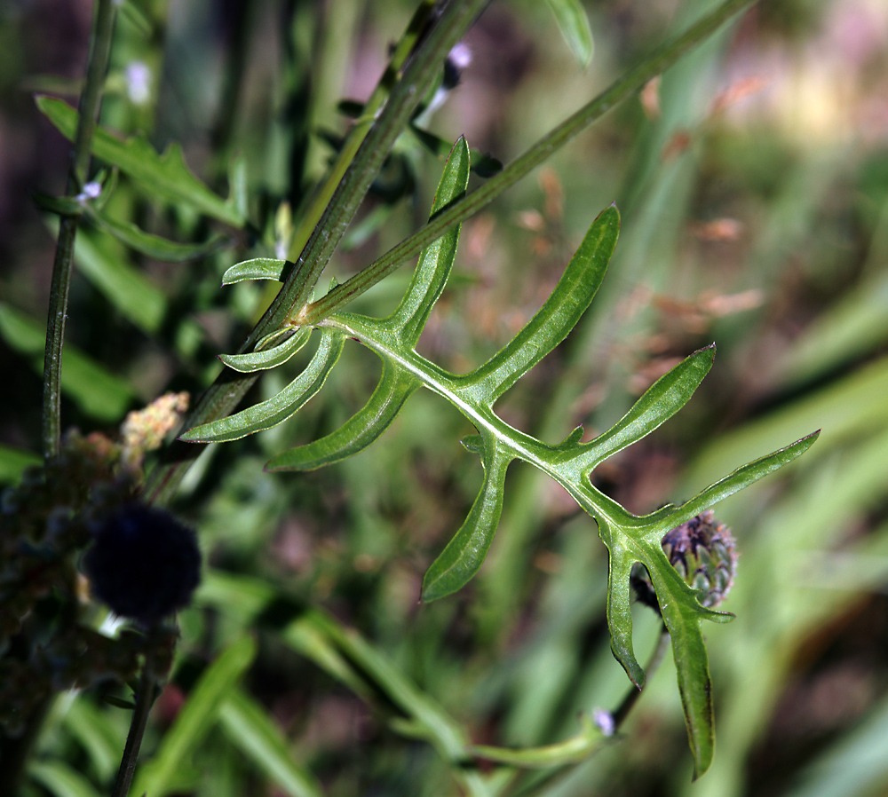 Image of Centaurea scabiosa specimen.