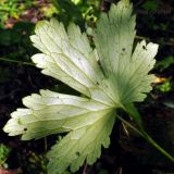 Delphinium maackianum