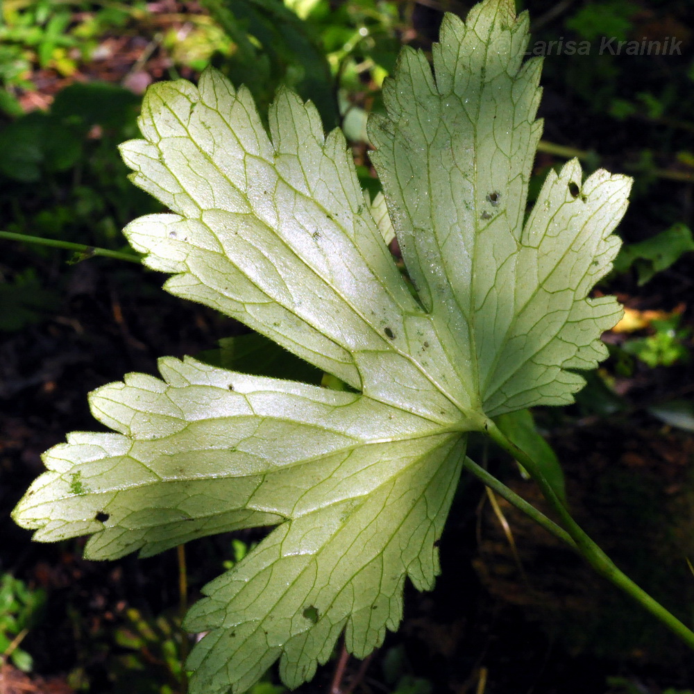 Image of Delphinium maackianum specimen.