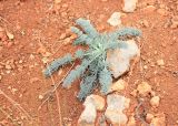 Seseli dichotomum