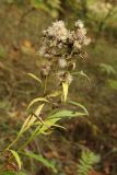 Solidago virgaurea. Верхушки побегов с соплодиями. Санкт-Петербург, Старый Петергоф, парк \"Сергиевка\". Конец сентября.