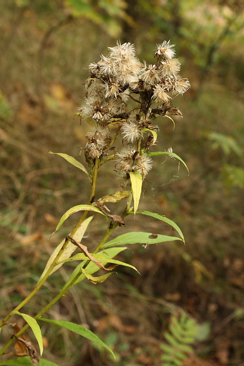 Изображение особи Solidago virgaurea.