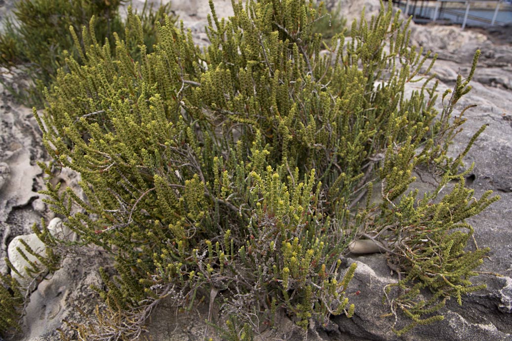 Image of Sarcocornia fruticosa specimen.