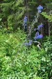 Delphinium elatum. Цветущее растение. Юг Красноярского края, Ермаковский р-н, берег р. Ус недалеко от п. Арадан. Конец июля 2009 г.