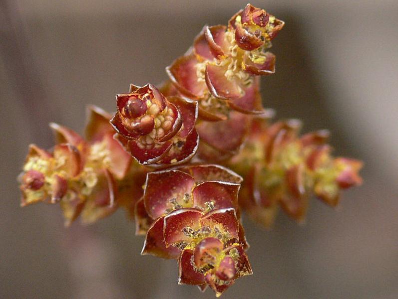 Image of Myrica tomentosa specimen.