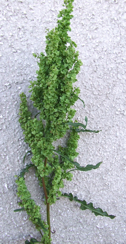 Изображение особи Rumex longifolius.