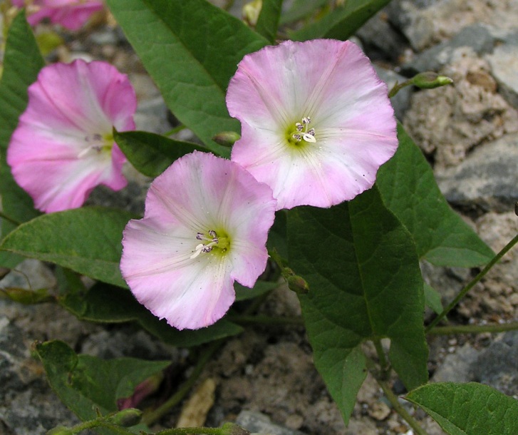 Изображение особи Convolvulus arvensis.