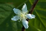 Rubus caesius