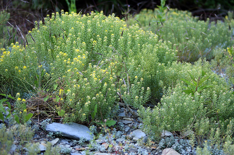 Изображение особи Odontarrhena obtusifolia.