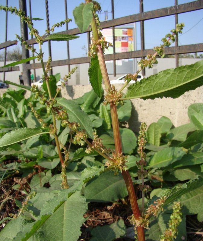 Image of Rumex obtusifolius specimen.