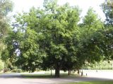 Celtis occidentalis