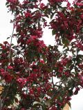 Malus × purpurea. Верхушка цветущего дерева. Москва, зоопарк. 09.05.2008.