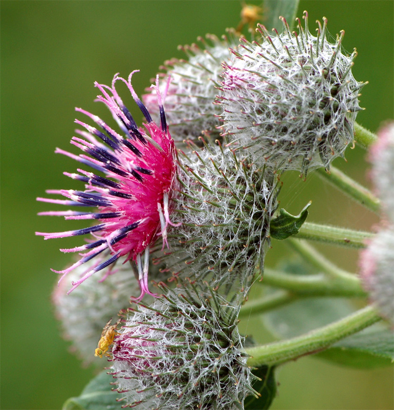 Изображение особи Arctium tomentosum.