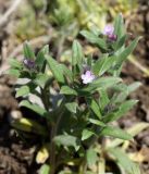 Buglossoides arvensis. Зацветающее растение. Кыргызстан, Чуйская обл., склон восточнее с. Орто-Сай. 05.04.2015.