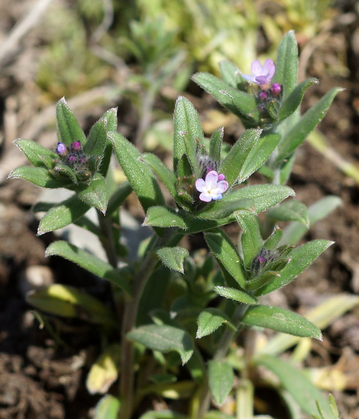 Image of Buglossoides arvensis specimen.