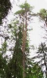 Pinus sylvestris. Взрослое дерево, имеющее в верхней части раздвоенный ствол. Архангельская обл., Вельский р-н, окр. пос. Усть-Шоноша, лес. 10.08.2012.