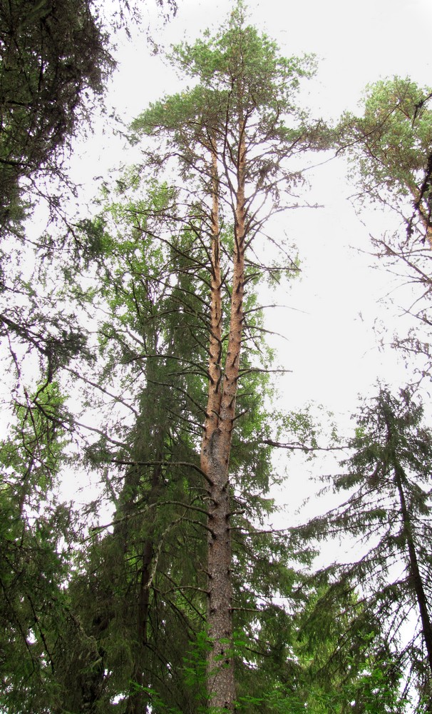 Изображение особи Pinus sylvestris.