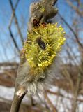 Salix gmelinii