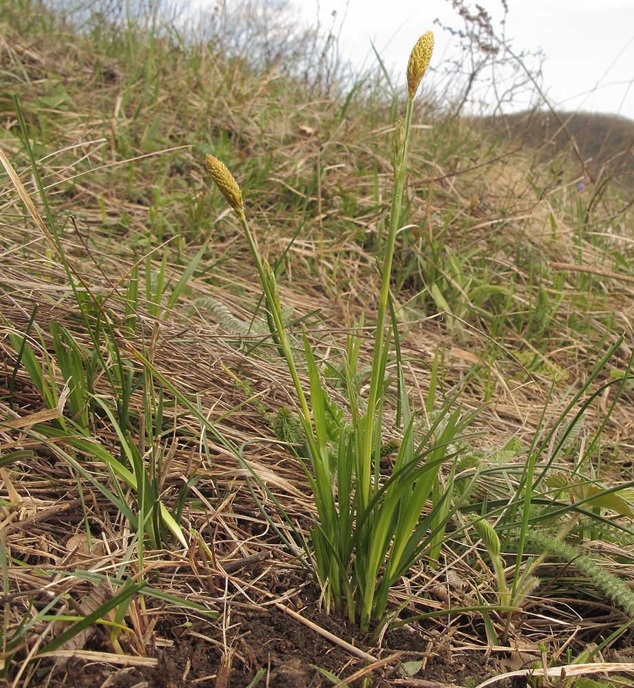 Изображение особи Carex michelii.