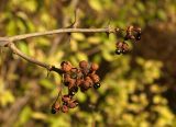 Zanthoxylum schinifolium
