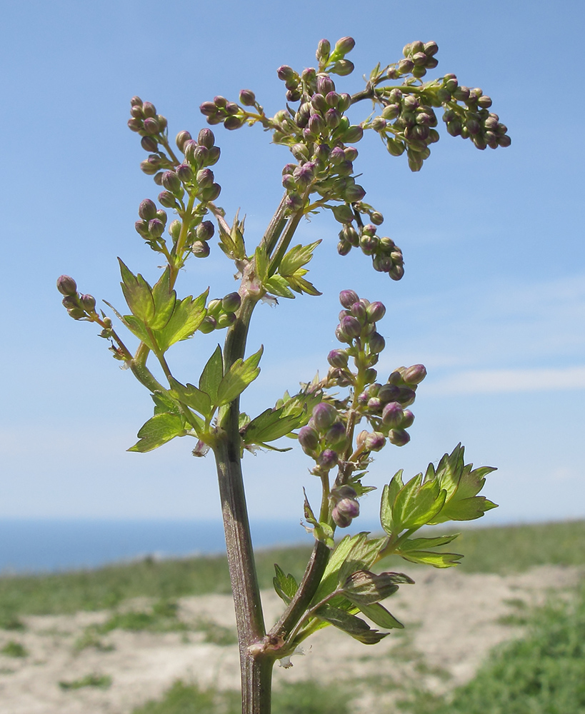 Image of Thalictrum minus specimen.