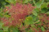 Cotinus coggygria. Соплодие с завязавшимися плодами. Крым, Балаклава. 31.05.2015.