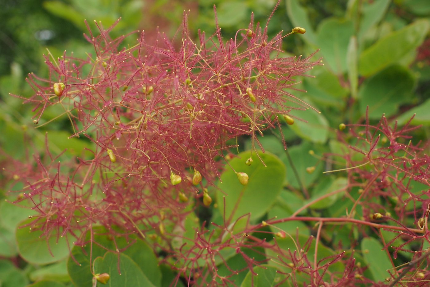 Image of Cotinus coggygria specimen.