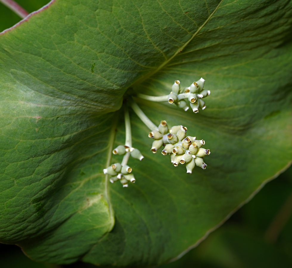 Image of Lonicera dioica specimen.