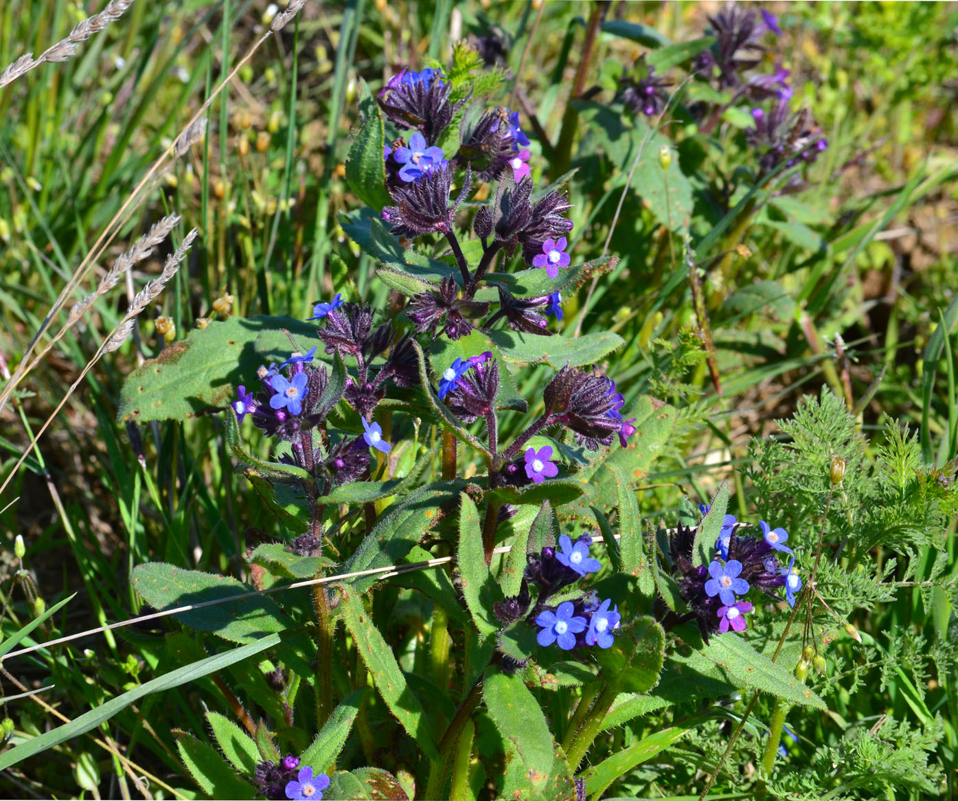 Изображение особи Anchusa pusilla.