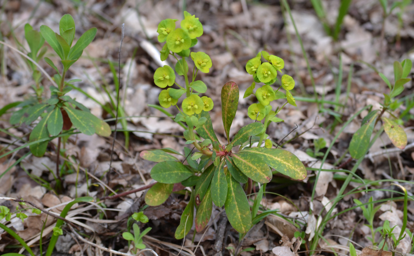 Изображение особи Euphorbia amygdaloides.