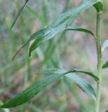 Galatella punctata. Средние стеблевые листья. Алтай, окр. пос. Манжерок. 22.08.2009.