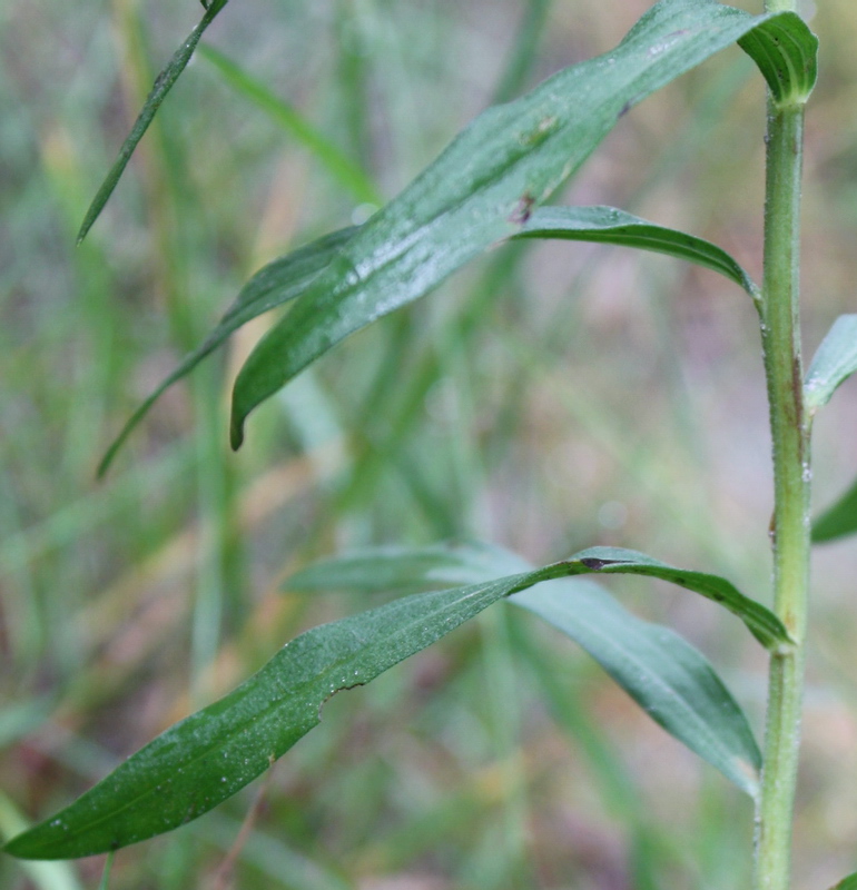 Image of Galatella punctata specimen.