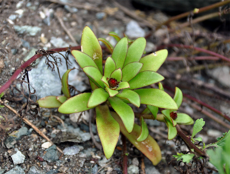 Image of Orostachys maximowiczii specimen.