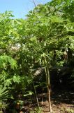 Carica papaya