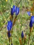 Gentiana olivieri