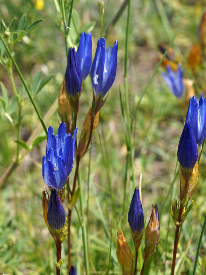 Изображение особи Gentiana olivieri.