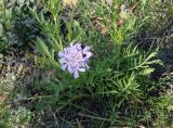 Scabiosa comosa. Цветущее растение. Иркутская обл., Усть-Ордынский р-н, долина р. Куда. 14.08.2014.