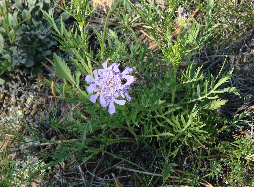 Изображение особи Scabiosa comosa.