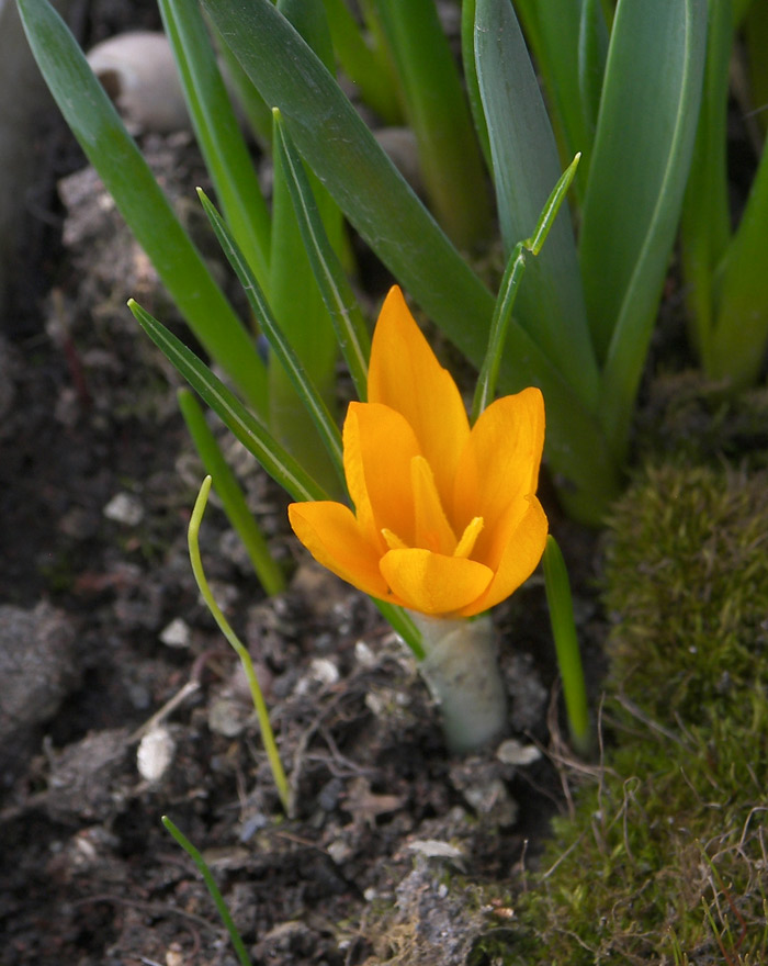 Изображение особи Crocus flavus ssp. dissectus.