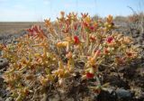 Arthrophytum lehmannianum