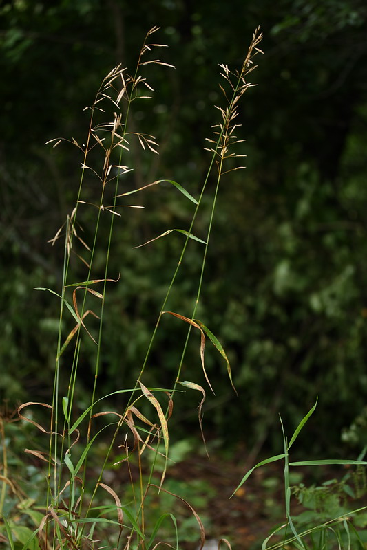 Изображение особи Bromopsis inermis.