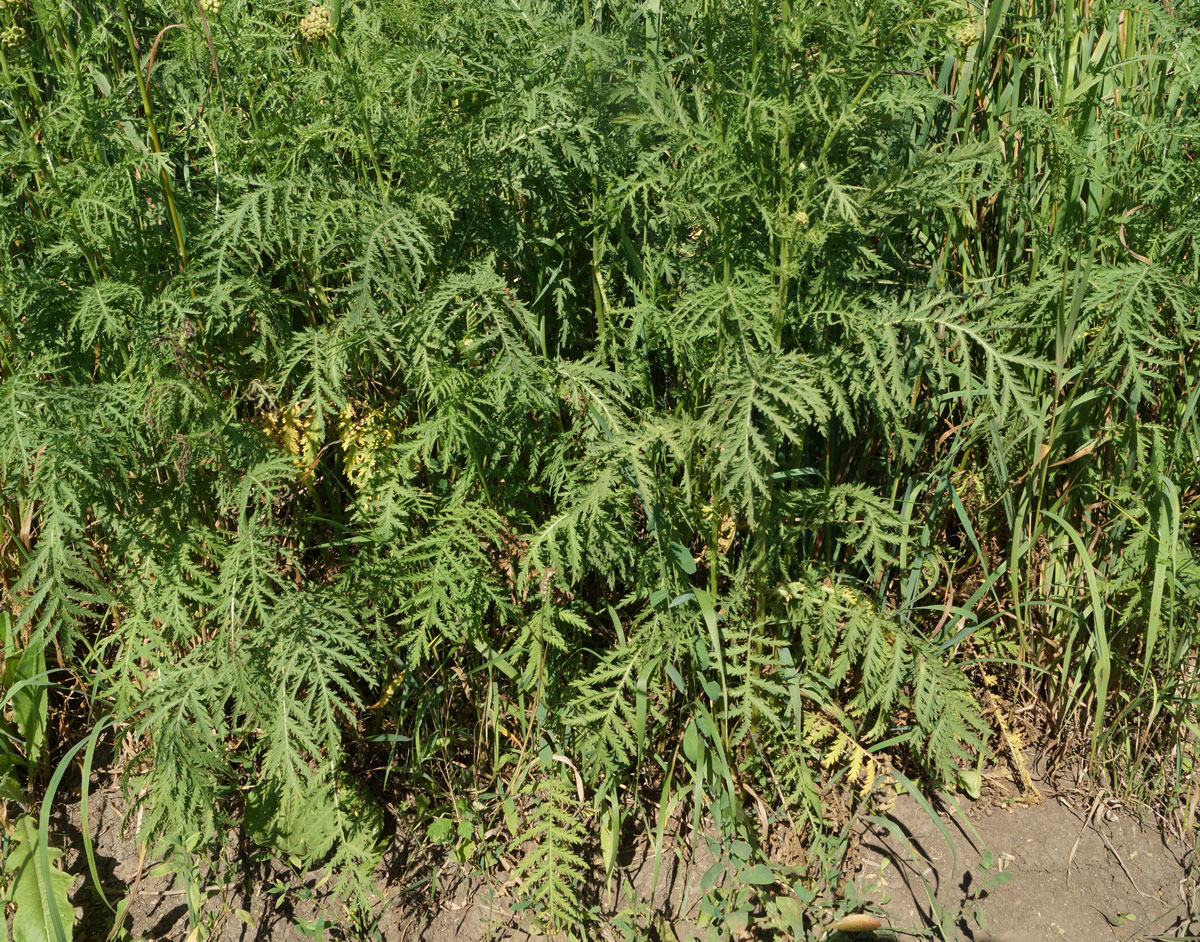 Image of Tanacetum vulgare specimen.