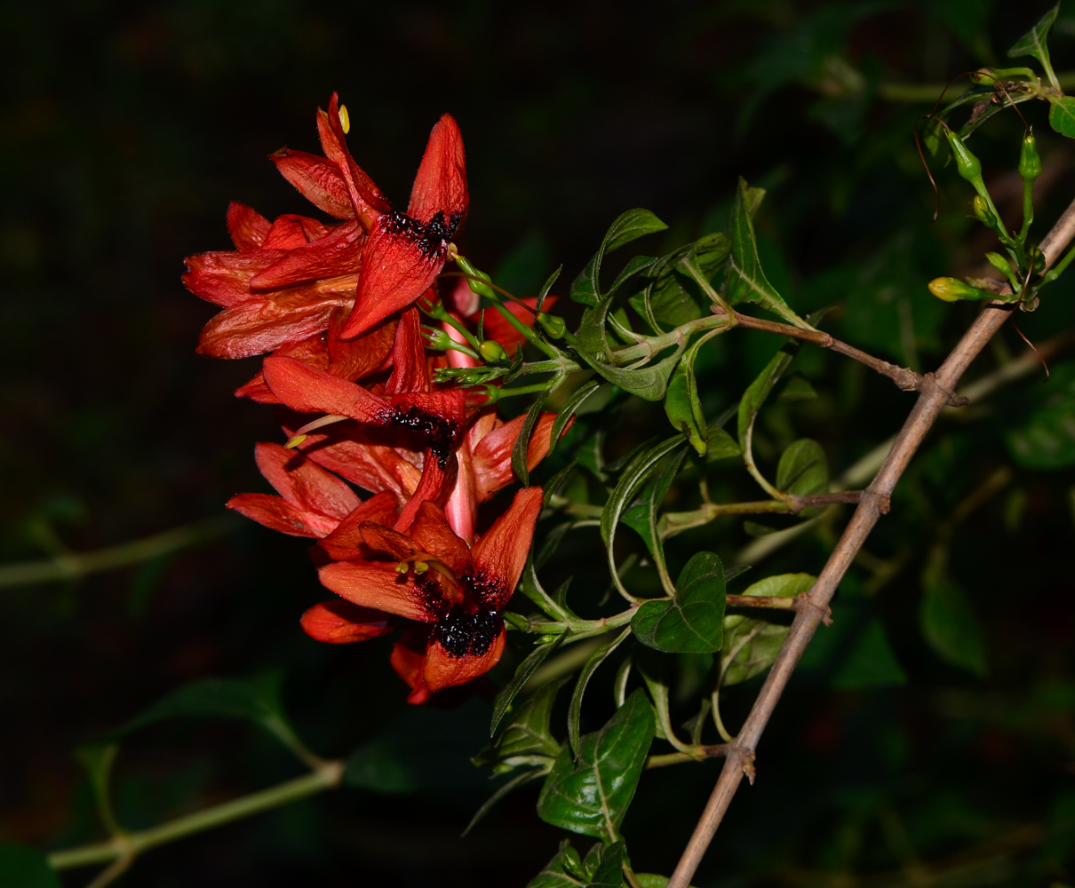 Image of Ruttya fruticosa specimen.
