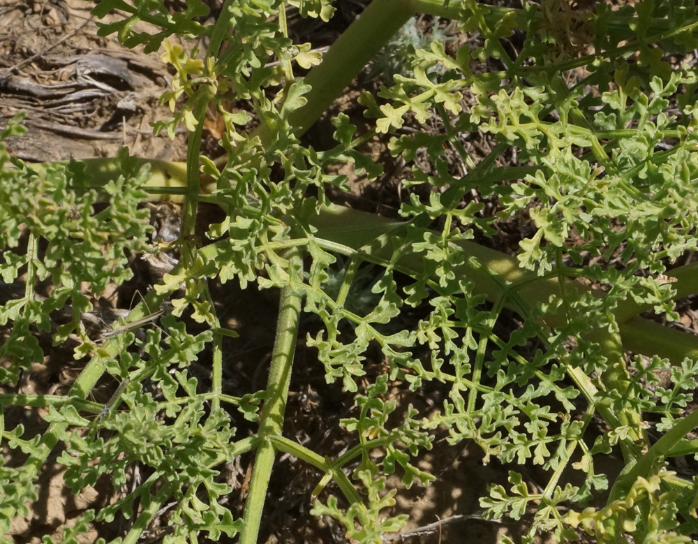 Image of Ferula caspica specimen.