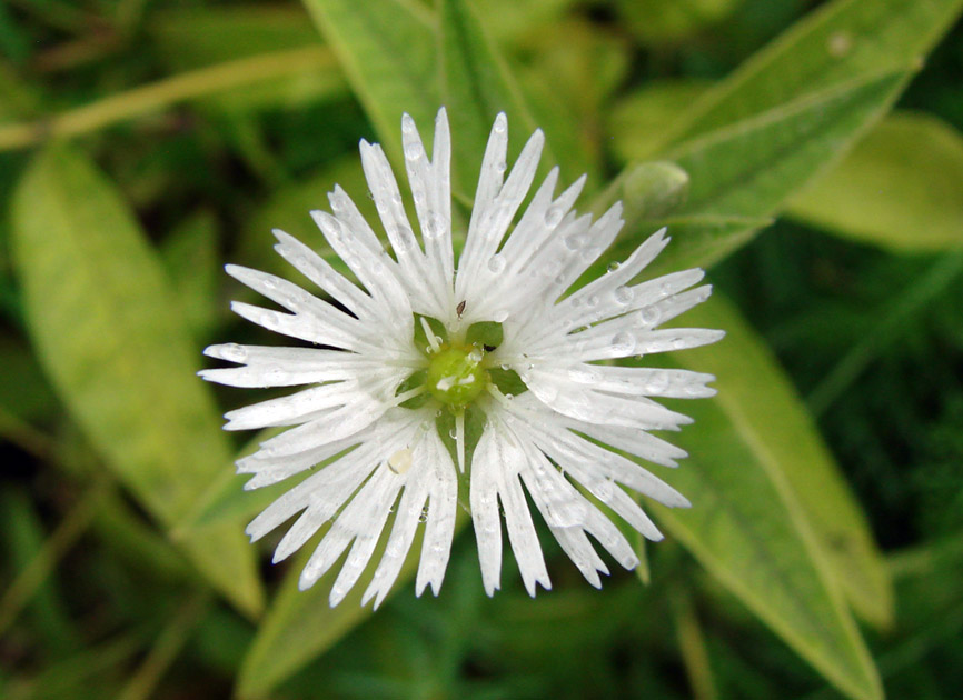 Image of Fimbripetalum radians specimen.