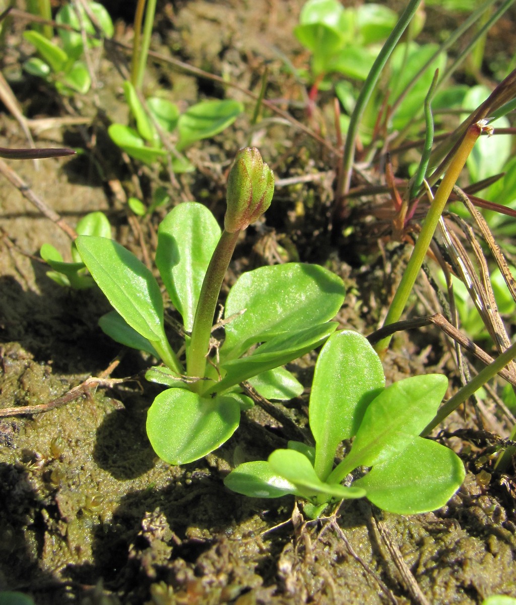 Image of Primula finmarchica specimen.