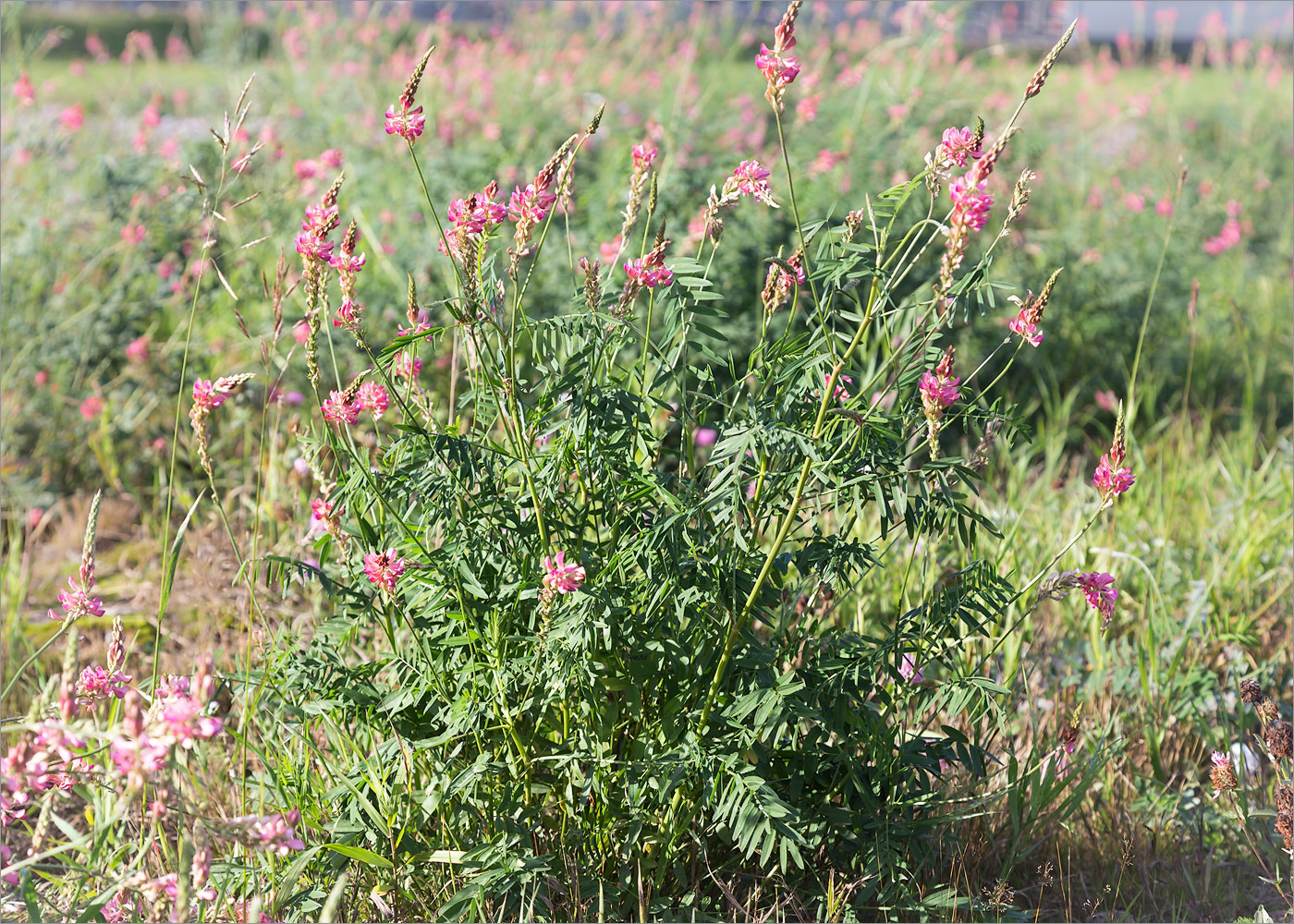 Изображение особи Onobrychis arenaria.